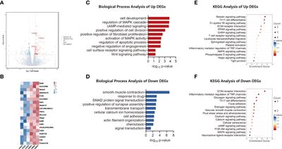 Proteotranscriptomic analyses reveal distinct interferon-beta signaling pathways and therapeutic targets in choroidal neovascularization